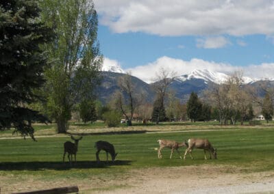 Mule deer family on the Salida Golf Course - Salida Golf Club collegiate peaks views golf in the colorado rockies
