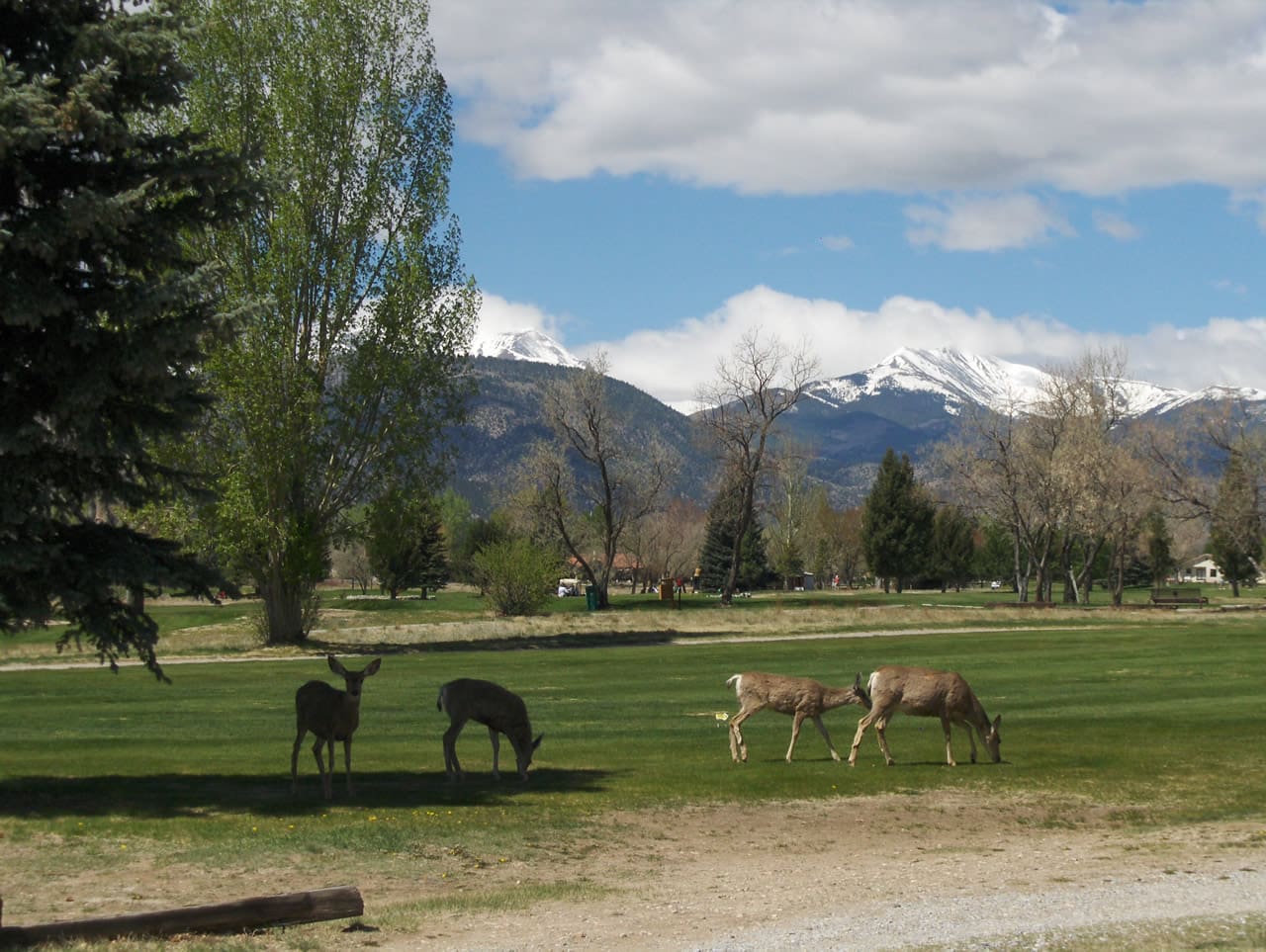 Mule deer family on the Salida Golf Course - Salida Golf Club collegiate peaks views golf in the colorado rockies Mule deer family on the Salida Golf Course - Salida Golf Club collegiate peaks views golf in the colorado rockies